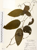 糙莖菝契藏品圖，第1張