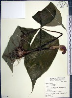 申跋、油跋、小天南星藏品圖，第1張