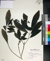 薄葉玉心花藏品圖，第1張