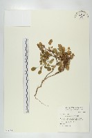 裂緣花藏品圖，第1張