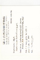 裂緣花藏品圖，第2張