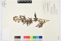 兒島氏草烏藏品圖，第1張