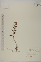 臺灣馬蘭藏品圖，第1張