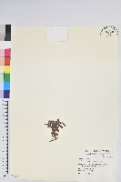 高山白珠樹藏品圖，第1張