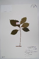 破布烏藏品圖，第1張