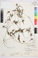 臺灣鐵線蓮藏品圖，第2張