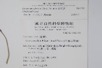 武靴藤藏品圖，第2張