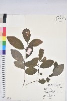 土密樹藏品圖，第1張