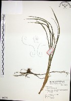 麥門冬藏品圖，第1張