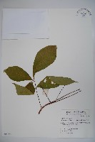 魚木藏品圖，第1張