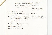 大萼旋花藏品圖，第2張