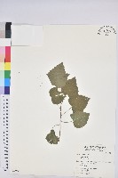 扛香藤藏品圖，第1張