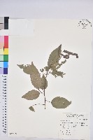 粗糠柴藏品圖，第1張