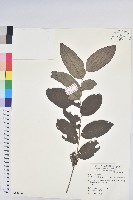 菲律賓饅頭果藏品圖，第1張