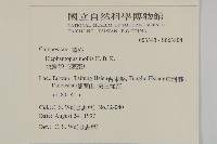 地膽草、毛蓮菜藏品圖，第2張