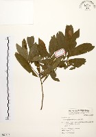 黃肉樹, 小梗木薑子藏品圖，第1張