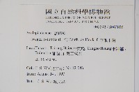 華他卡藤藏品圖，第2張