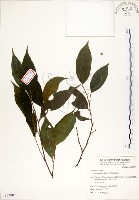 菲律賓榕藏品圖，第1張