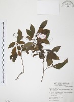 台灣山桂花藏品圖，第1張