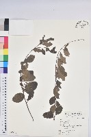 密花白飯樹藏品圖，第1張