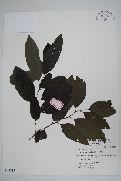 番荔枝、釋迦果、佛頭果藏品圖，第1張