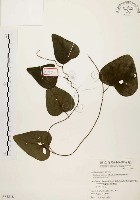 千金藤、金線吊烏龜藏品圖，第1張