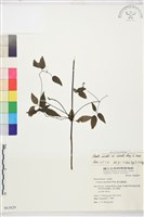 柱果鐵線蓮藏品圖，第2張