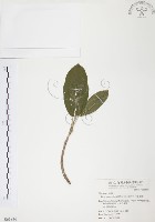 雀榕藏品圖，第1張