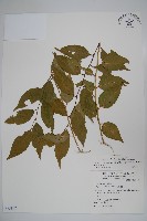 毛瓣蝴蝶木藏品圖，第1張