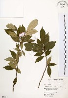 石苓舅藏品圖，第1張