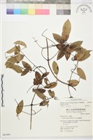 柱果鐵線蓮藏品圖，第2張