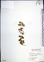 烏柑仔藏品圖，第1張