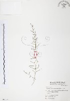 天門冬藏品圖，第1張