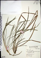 麥門冬藏品圖，第1張