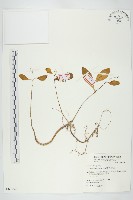 倒吊蓮、匙葉燈籠草藏品圖，第1張