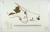 穿山龍藏品圖，第1張