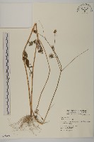 鬼針藏品圖，第1張