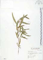 車桑子藏品圖，第1張