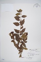 呂宋莢迷藏品圖，第1張