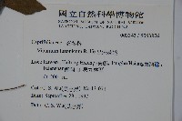 呂宋莢迷藏品圖，第2張