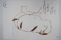 臺灣牛皮消、臺灣白薇藏品圖，第1張