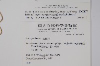 臺灣牛皮消、臺灣白薇藏品圖，第2張