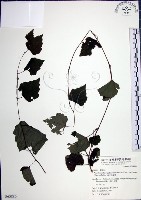 漢氏山葡萄藏品圖，第1張