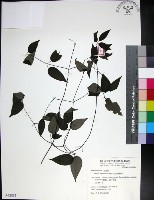 柱果鐵線蓮藏品圖，第1張