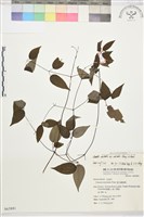 柱果鐵線蓮藏品圖，第2張