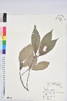 青剛櫟、鐵椆藏品圖，第1張