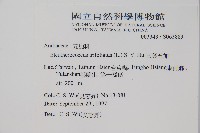 三葉五加藏品圖，第2張