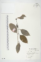 亨利氏伊立基藤藏品圖，第1張