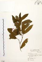 黃肉樹, 小梗木薑子藏品圖，第1張