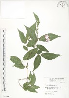 石朴藏品圖，第1張